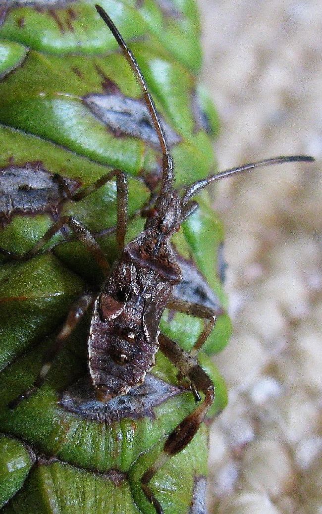 Leptoglossus occidentalis from Turkey